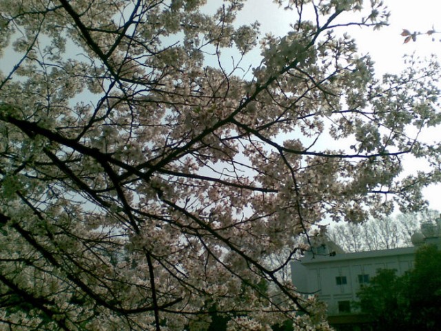 已经没有美感了的樱花