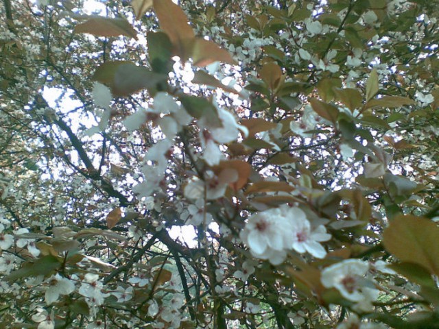 这个可不是樱花