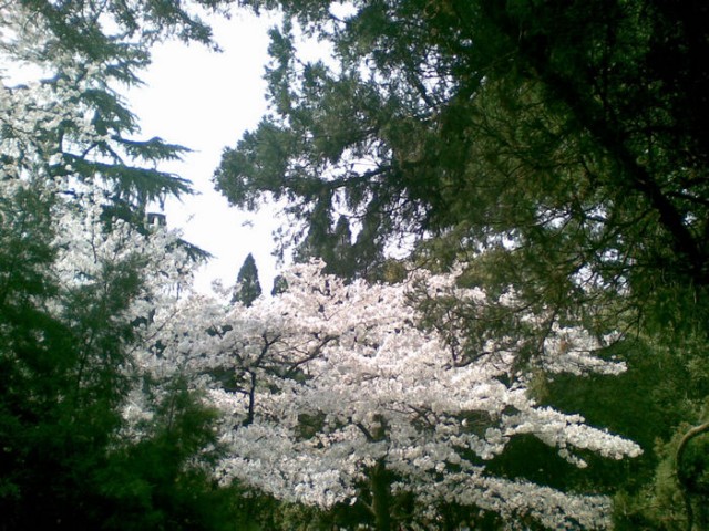 只拍了顶部的樱花