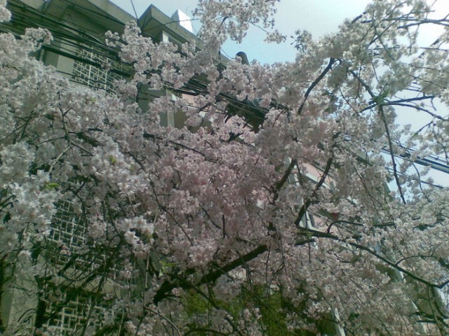 忘了啥地方的樱花