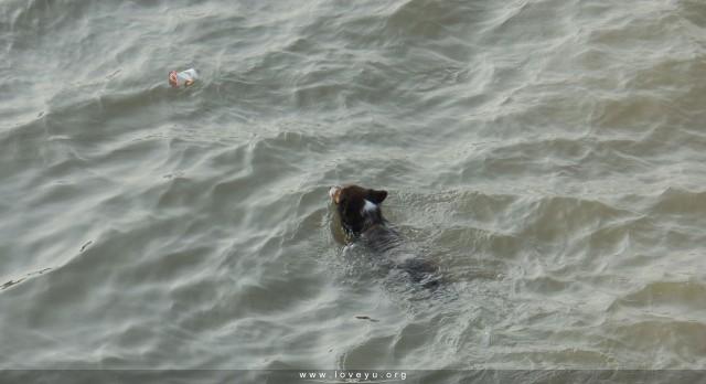 江中捡瓶子的狗