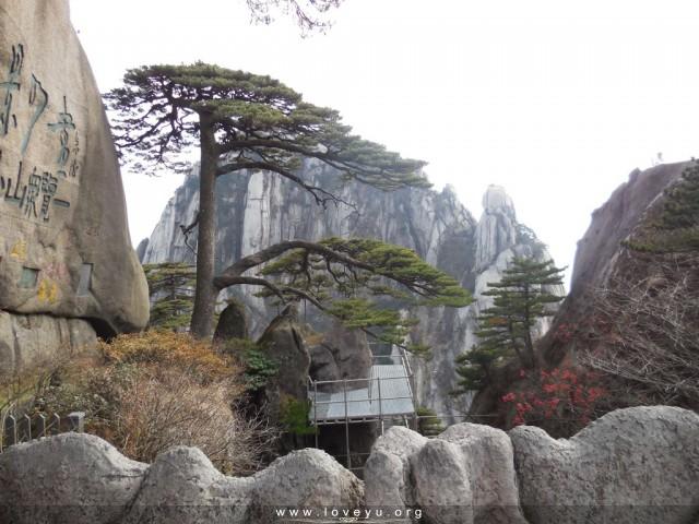 黄山迎客松
