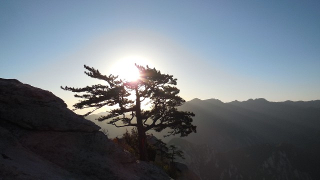 华山,日照松
